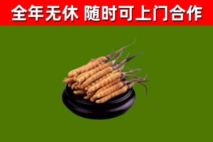 娄底市回收冬虫夏草